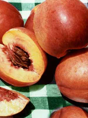 Nektarine 'Fantasia' 2 Nektarine 'Fantasia' – Bild 2