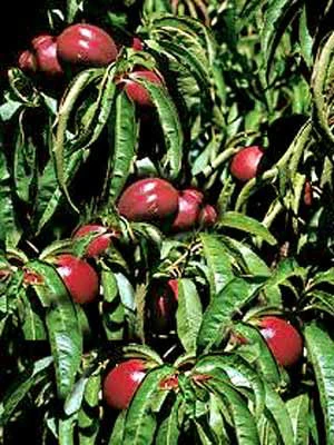 Nektarine 'Fantasia' 1 Nektarine 'Fantasia'