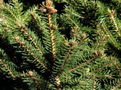 Picea Abies 'Nidiformis', Nest-Fichte -Gartenbedarfs Geschäft nest fichte 1280x1280