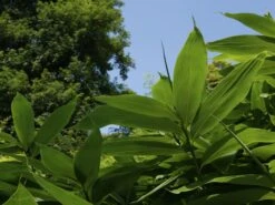 Sasa Palmata 'Nebulosa', Niedriger Großblattbambus -Gartenbedarfs Geschäft niedriger grossblattbambus 1280x1280