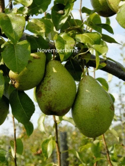 Familien-Birnbaum - Williams+Conference+Gute Luise+Nojabrskaja -Gartenbedarfs Geschäft novemberbirne frucht jpg 1280x1280
