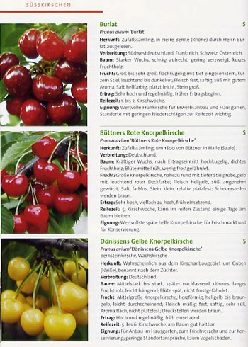 BdB-Handbuch ''Obstgehölze'' 2 BdB-Handbuch ''Obstgehölze'' – Bild 2