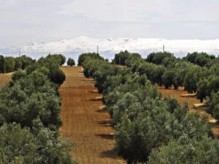 Olea Europaea, Olive -Gartenbedarfs Geschäft olivenfeld5c1ca8686a87b 1280x1280