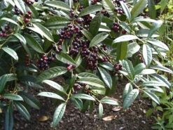 Prunus Laurocerasus 'Otto Luyken', Kirschlorbeer -Gartenbedarfs Geschäft otto luyken beeren 1280x1280