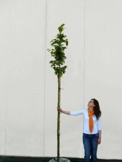 Parrotia Persica, Persischer Eisenholzbaum - Hochstamm -Gartenbedarfs Geschäft parrotia persica hochstamm 1280x1280