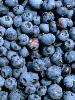 Heidelbeere 'Patriot' -Gartenbedarfs Geschäft patriot heidelbeere 1280x1280