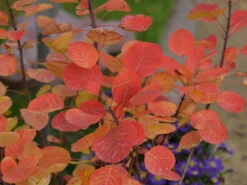 Cotinus Coggygria 'Golden Spirit' -Gartenbedarfs Geschäft perueckenstrauch herbst55599f31e64bf 1280x1280