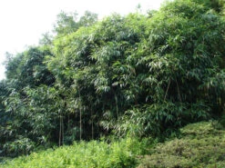 Pseudosasa Japonica, Pfeil-Bambus -Gartenbedarfs Geschäft pfeilbambus55599d9ea7d6f 1280x1280