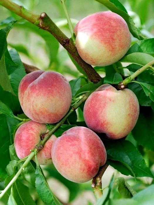 Pfirsich Früher Roter Ingelheimer 1 Pfirsich Früher Roter Ingelheimer