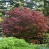 Acer Palmatum 'Bloodgood', Dunkelroter Fächerahorn