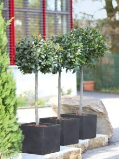 Pflanzkübel Capri -Gartenbedarfs Geschäft pflanzkuebel capri bepflanz 1280x1280