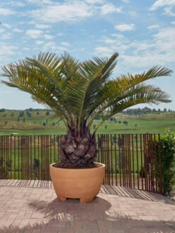 Pflanzkübel Megalos - XXL-Produkt 5 Pflanzkübel Megalos - XXL-Produkt -Gartenbedarfs Geschäft pflanzkuebel megalos 1280x1280