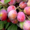 Pflaume Königin Victoria