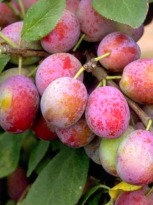 Pflaume Königin Victoria 1 Pflaume Königin Victoria