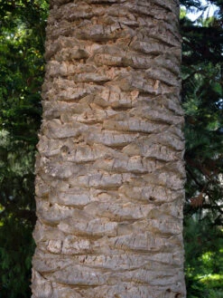 Kanarische Dattelpalme, Phoenix Canariensis -Gartenbedarfs Geschäft phoenix palme stamm 1280x1280