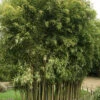 Phyllostachys Atrovaginata 'Green Parfume', Weihrauchbambus