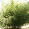 Phyllostachys Bissetii, Bisset-Bambus