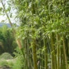 Phyllostachys Decora, 'Schöner' Bambus, Pracht-Bambus