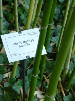 Phyllostachys Humilis, Bronze-Bambus