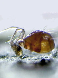 PhytoAmbly-Mix - Raubmilben-Mischung (Art.Nr. KB2038) 4 PhytoAmbly-Mix - Raubmilben-Mischung (Art.Nr. KB2038) -Gartenbedarfs Geschäft phytoseiulus raubmilbe 80538 1 1280x1280