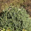 Picea Glauca 'Echiniformis', Blaue Igel-Fichte