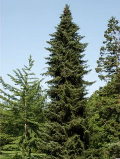 Picea Omorika, Serbische Fichte -Gartenbedarfs Geschäft picea omorika 1280x1280