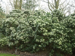 Pieris Japonica, Lavendelheide -Gartenbedarfs Geschäft pieris japonica 1280x1280