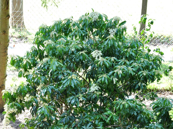 Pieris Japonica 'Red Mill', Hängendes Schattenglöckchen 2 Pieris Japonica 'Red Mill', Hängendes Schattenglöckchen – Bild 2