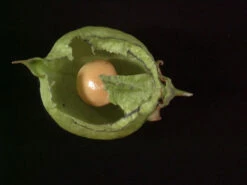 Staphylea Pinnata, Gemeine Pimpernuss -Gartenbedarfs Geschäft pimpernuss frucht 1280x1280