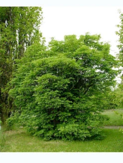 Staphylea Pinnata, Gemeine Pimpernuss -Gartenbedarfs Geschäft pimpernuss strauch 1280x1280