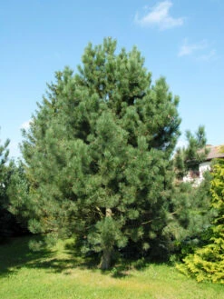 Pinus Nigra Austriaca, Österreichische Schwarz-Kiefer -Gartenbedarfs Geschäft pinus nigra austriaca 1280x1280