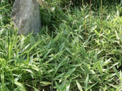 Pleioblastus Shibuyanus (variegatus) 'Tsuboi', Buntblättriger Zwergbambus -Gartenbedarfs Geschäft pleioblastus tsuboi blatt 1280x1280