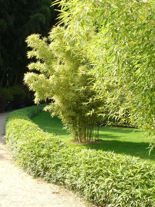 Pleioblastus Viridistriatus 'Vagans' (Sasaella Ramosa), Weichblättriger Zwergbambus 1 Pleioblastus Viridistriatus 'Vagans' (Sasaella Ramosa), Weichblättriger Zwergbambus