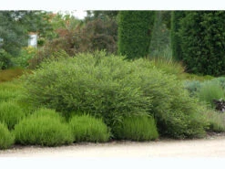 Betula Nana, Zwergbirke, Polarbirke