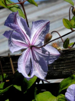 Clematis 'Prince Charles' -Gartenbedarfs Geschäft prince charles bluete hinte 1280x1280