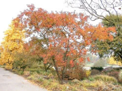 Prunus Subhirtella 'Autumnalis', Schneekirsche 7 Prunus Subhirtella 'Autumnalis', Schneekirsche -Gartenbedarfs Geschäft prunus autumnalis 1280x1280