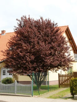 Prunus Cerasifera 'Nigra', Blutpflaume -Gartenbedarfs Geschäft prunus nigra 1280x1280
