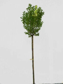 Prunus Padus 'Nana', Kugel-Traubenkirsche - Hochstamm 5 Prunus Padus 'Nana', Kugel-Traubenkirsche - Hochstamm -Gartenbedarfs Geschäft prunus padus nana hochstamm 1280x1280