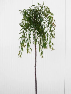 Prunus Serrulata 'Kiku-Shidare-Sakura', Japanische Hänge-Nelkenkirsche - Hochstamm -Gartenbedarfs Geschäft prunus shidare zakura 1280x1280