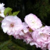 Prunus Triloba, Mandelbäumchen