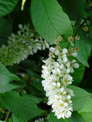 Prunus Padus 'Nana', Kugel-Traubenkirsche - Hochstamm 2 Prunus Padus 'Nana', Kugel-Traubenkirsche - Hochstamm – Bild 2