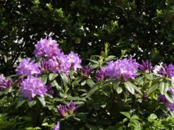 Rhododendron 'Purpureum Grandiflorum' 3 Rhododendron 'Purpureum Grandiflorum' -Gartenbedarfs Geschäft purpureum grandiflorum 1280x1280
