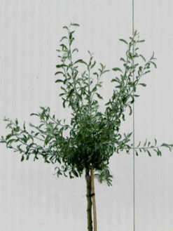 Pyrus Salicifolia 'Pendula', Hängende Silberbirne - Hochstamm 7 Pyrus Salicifolia 'Pendula', Hängende Silberbirne - Hochstamm -Gartenbedarfs Geschäft pyrus salicifolia krone 1280x1280