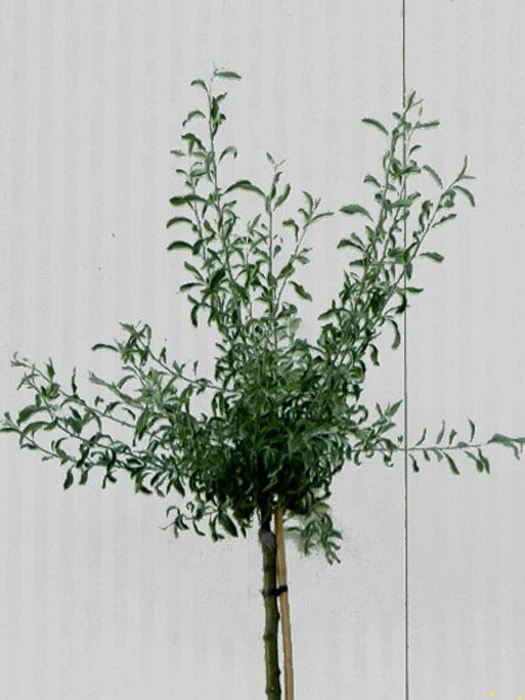 Pyrus Salicifolia 'Pendula', Hängende Silberbirne - Hochstamm 4 Pyrus Salicifolia 'Pendula', Hängende Silberbirne - Hochstamm – Bild 4