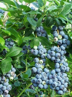 Trauben-Heidelbeere 'Reka® Blue'