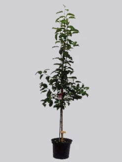 Pfirsich Revita (S) -Gartenbedarfs Geschäft revita topf 1280x1280