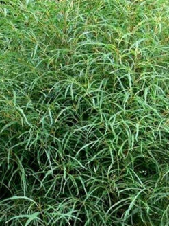 Rhamnus Frangula 'Asplenifolia' -Gartenbedarfs Geschäft rhamnus asplenifolia j3 786 78600 1 1280x1280