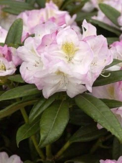 Rhododendron 'Brigitte