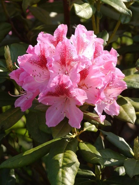 Rhododendron 'Cosmopolitan' 1 Rhododendron 'Cosmopolitan'