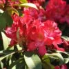 Rhododendron 'Junifeuer'